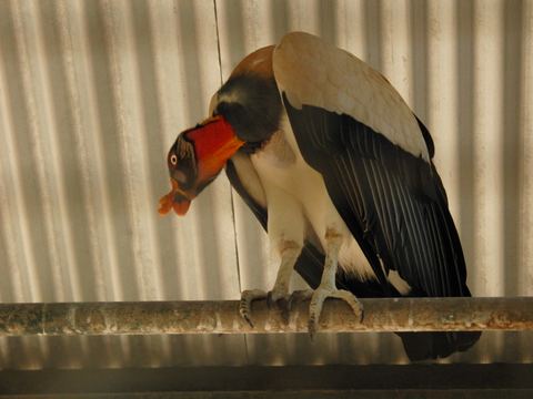 Paramaribo e.o., Suriname, 2008