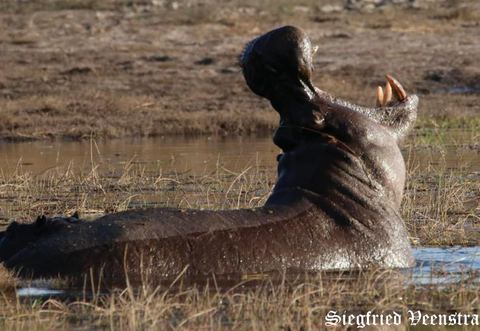 natuur-en-dierenfotografie